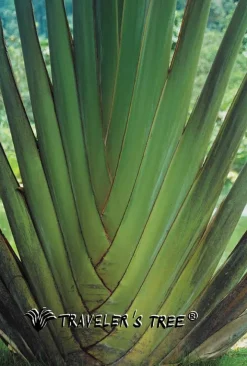 Damen  REISE SCHLAFANZUG kurz Seide-Baumwolle Traveler´s Tree®